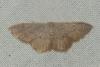 Idaea eugeniata